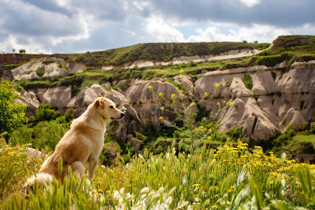 Want to take your dog on holiday? Here’s everything you should consider
