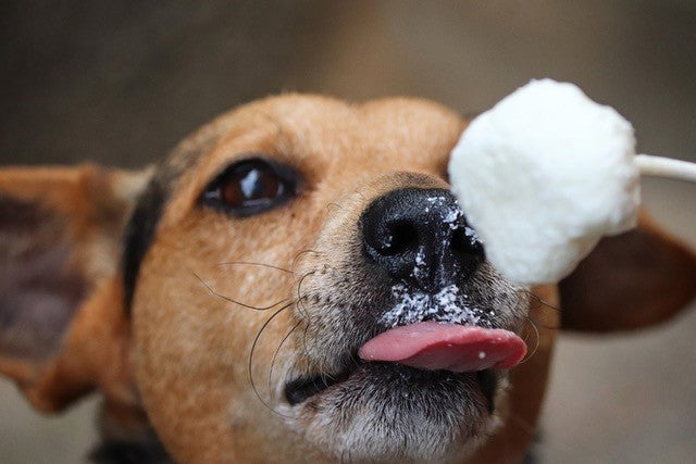 Five pup-friendly ice lollies to try this summer