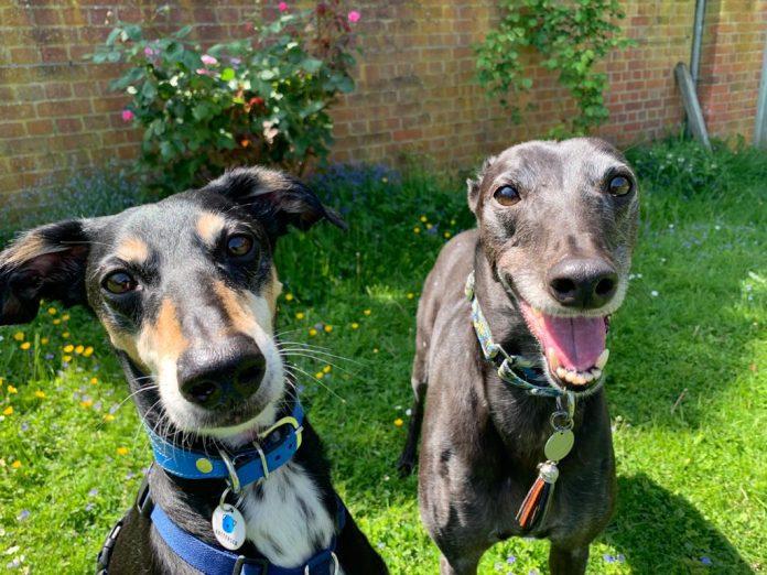 “Inseparable” sighthound pair looking for home together