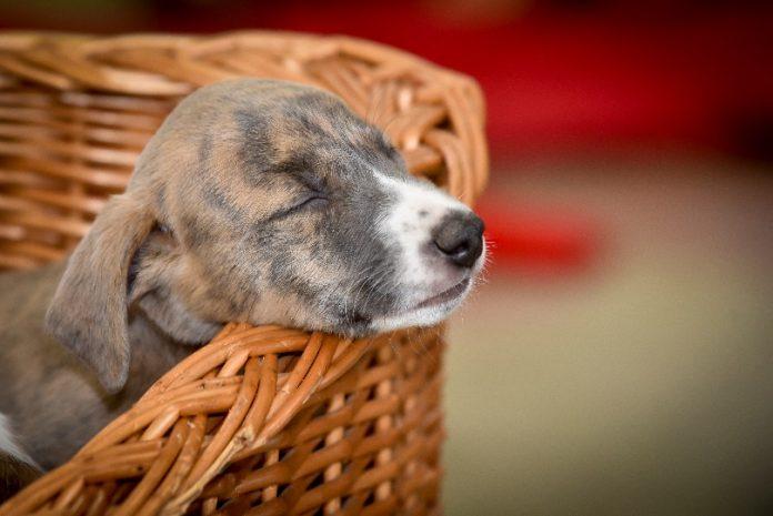 Top tips to help your puppy sleep at night