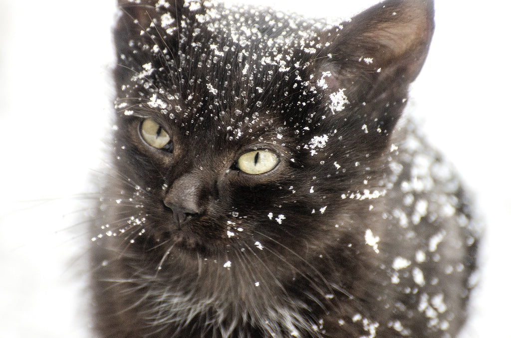 RSPCA Winter Top Tips for all pets