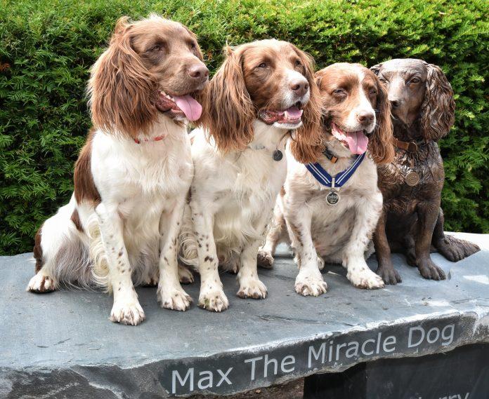 “Miracle Dog” Max has statue unveiled