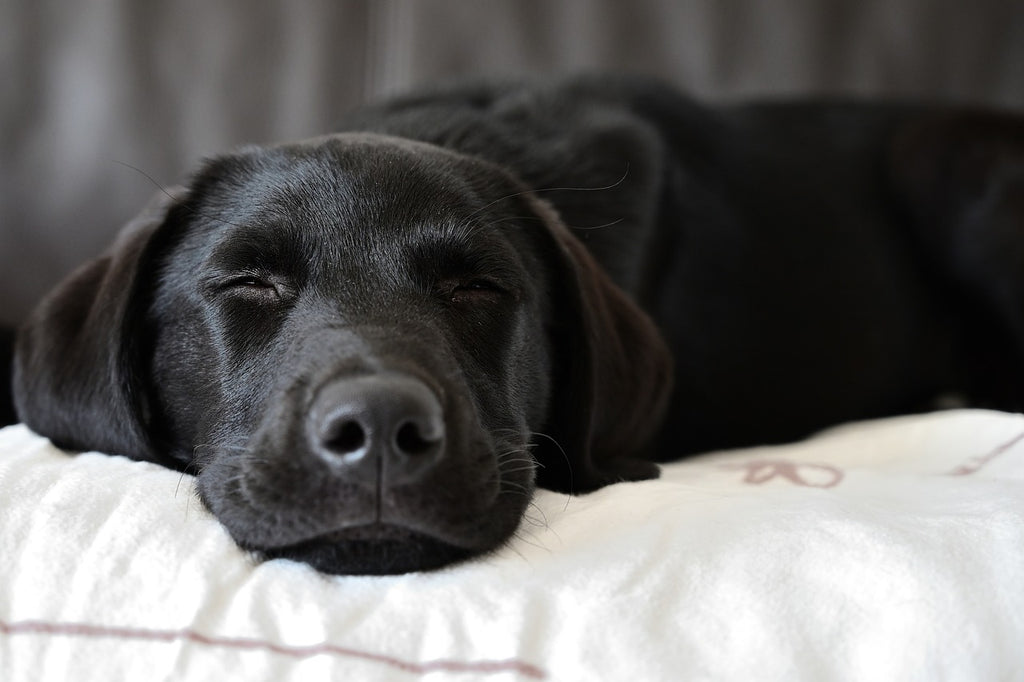 Pet Expert Reveals Tips for Sharing a Bed with Your Dog