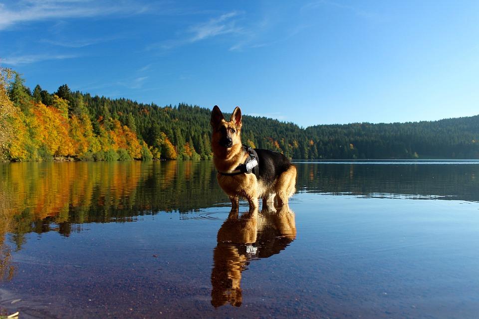 Expert advice: water safety for dogs
