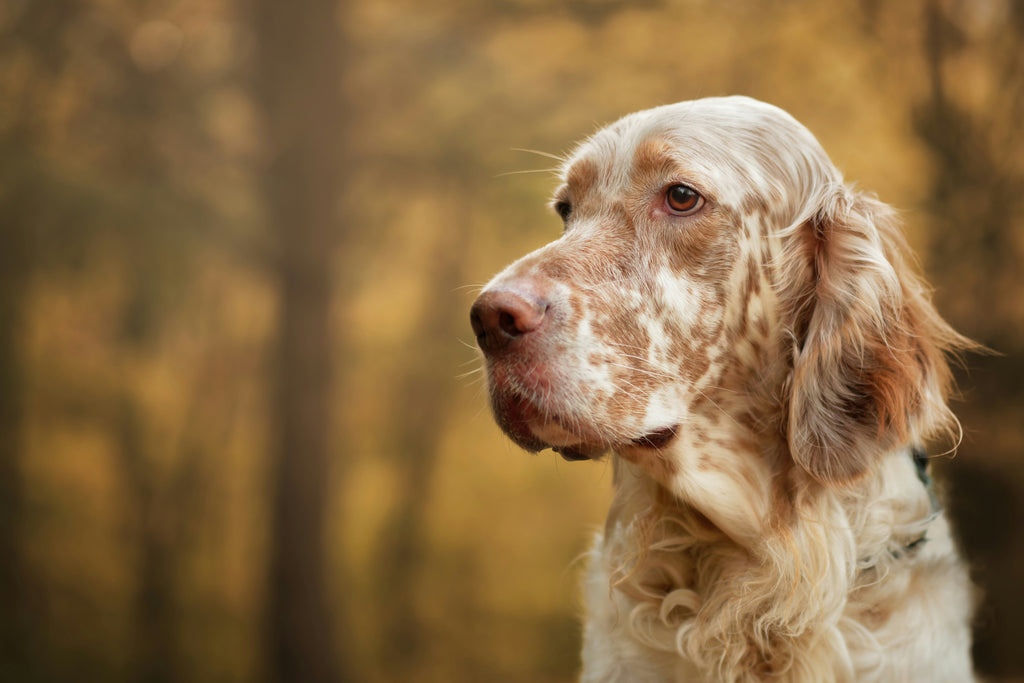 Key Signs Your Dog Could Be in Pain