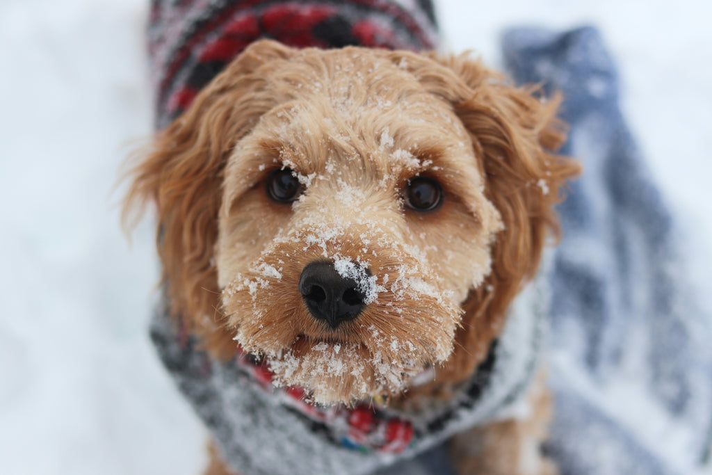 Winter warnings for dog owners as experts highlight cold-weather risks
