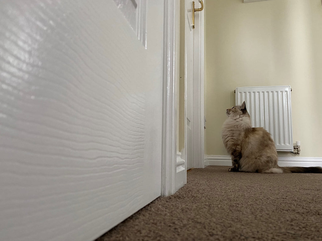 Edinburgh Dog and Cat Home launches separation anxiety campaign