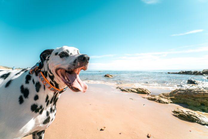 Beach safety tips for your dog