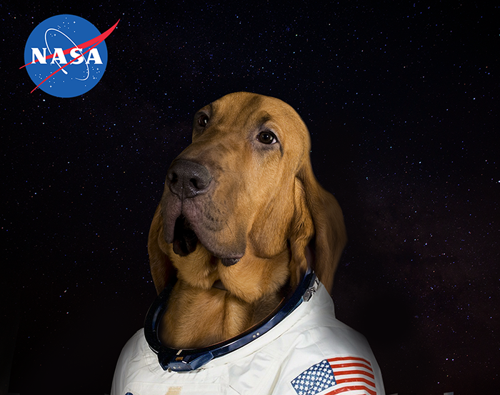 The first official pawtrait of Pluto, the first dog to go to Mars.