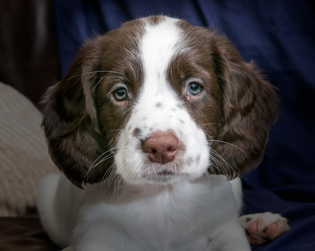 New Poll Reveals Spaniels as the Least Spoilt Breed in the UK