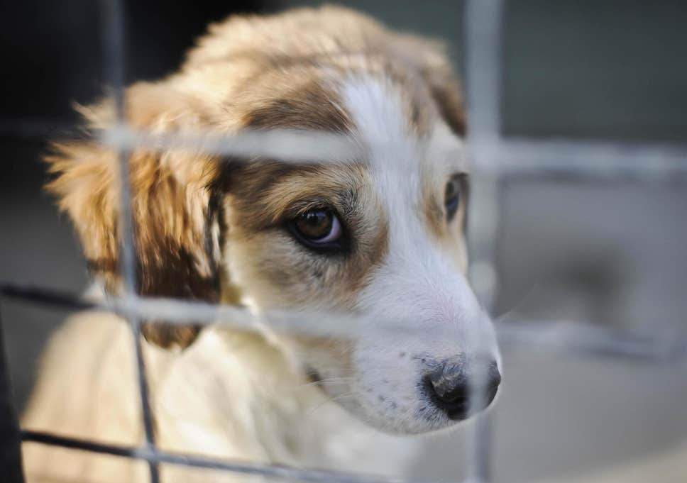 Petfished: Public Urged To ‘Do Their Part’ In Ending Cruel Puppy Farming
