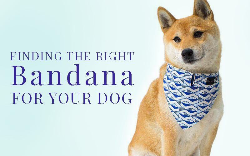 Picking a bandana for your dog