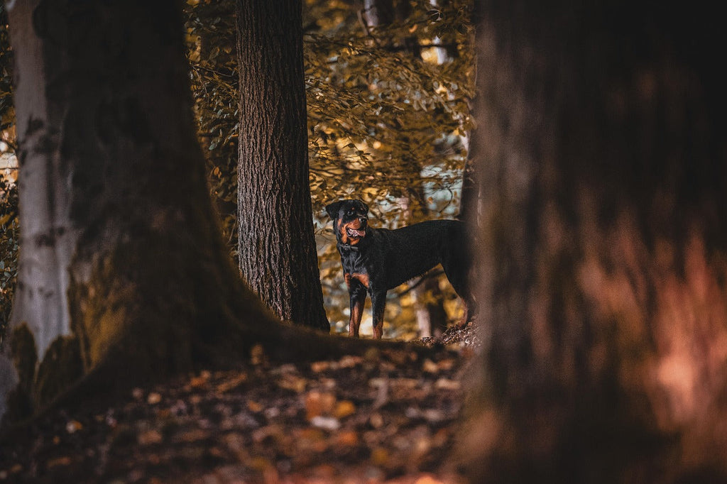 Five plants that could make your dog seriously ill this autumn