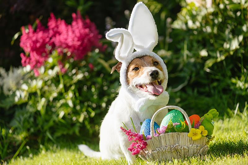 Try an Easter hunt with your dog this year!