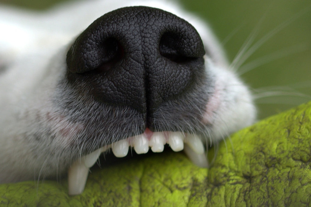 Alarming Number of Pet Dental Issues Sparks Urgent Call to Action