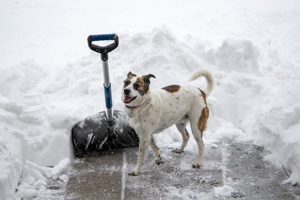 Dog behaviourist's tips to keep your pet active during winter