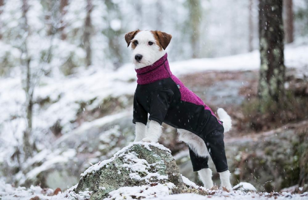 Feeling the chill? See our top cold weather tips for pet owners!