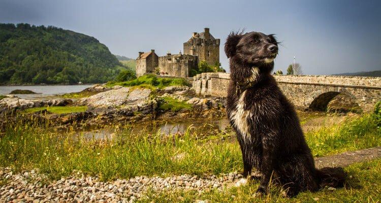 The five best Spring dog walks in the UK