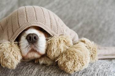 Throw a thunderstorm party to soothe pets during storms