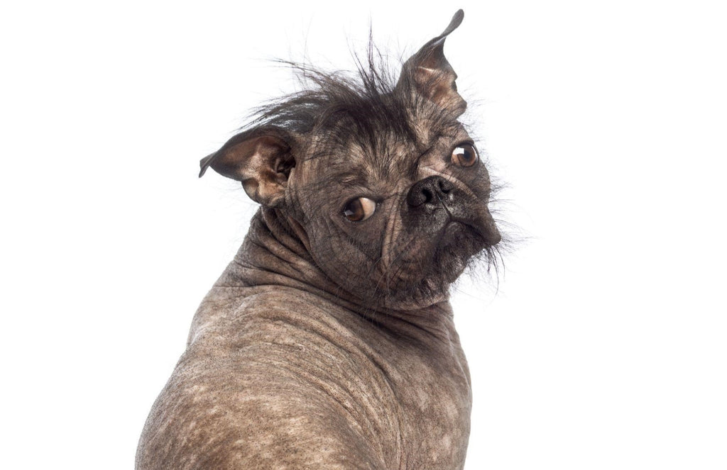 Ugly dog contest seeks to celebrate the 'uncute'