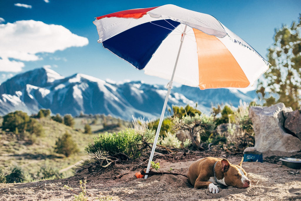 Four tips to keep your dog cool and comfortable in the heat
