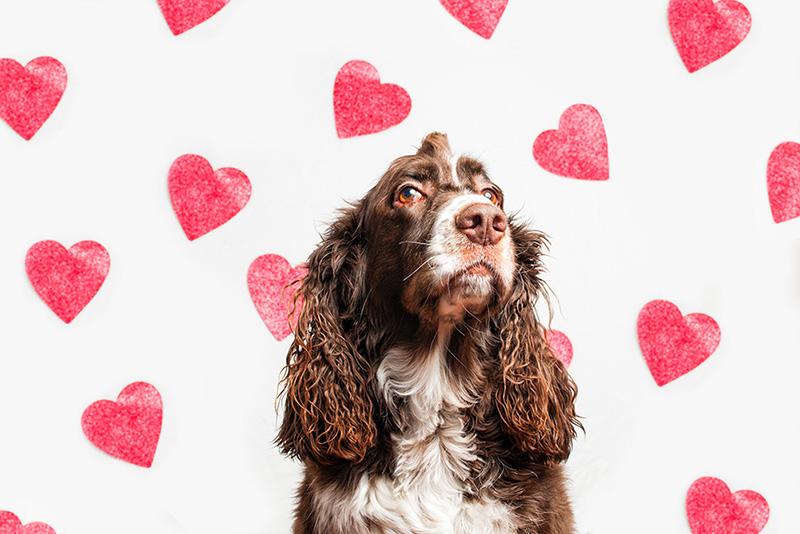 Gifts for your Yappy Valentine!