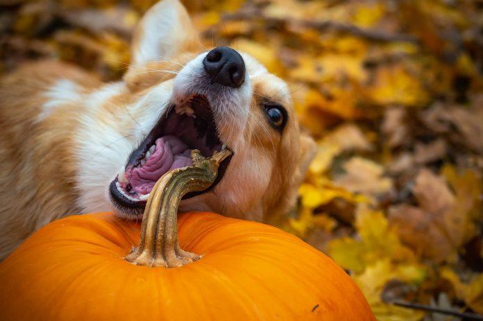 Pooches and pumpkins: how to keep your dog safe on Halloween