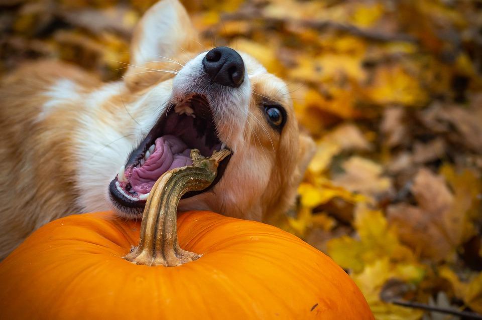 Top tips to pet-proof your Halloween celebrations