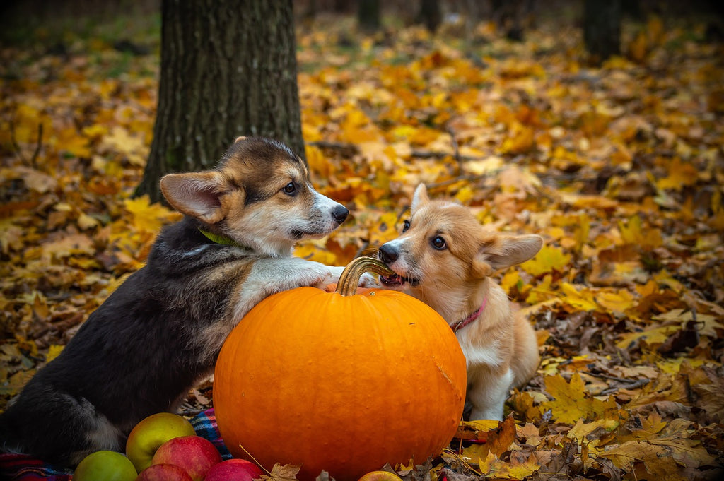 Tips for a Safe and Happy Howl-oween
