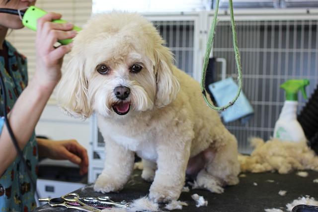 Style to the rescue! Grooming competition helps rescues look their best