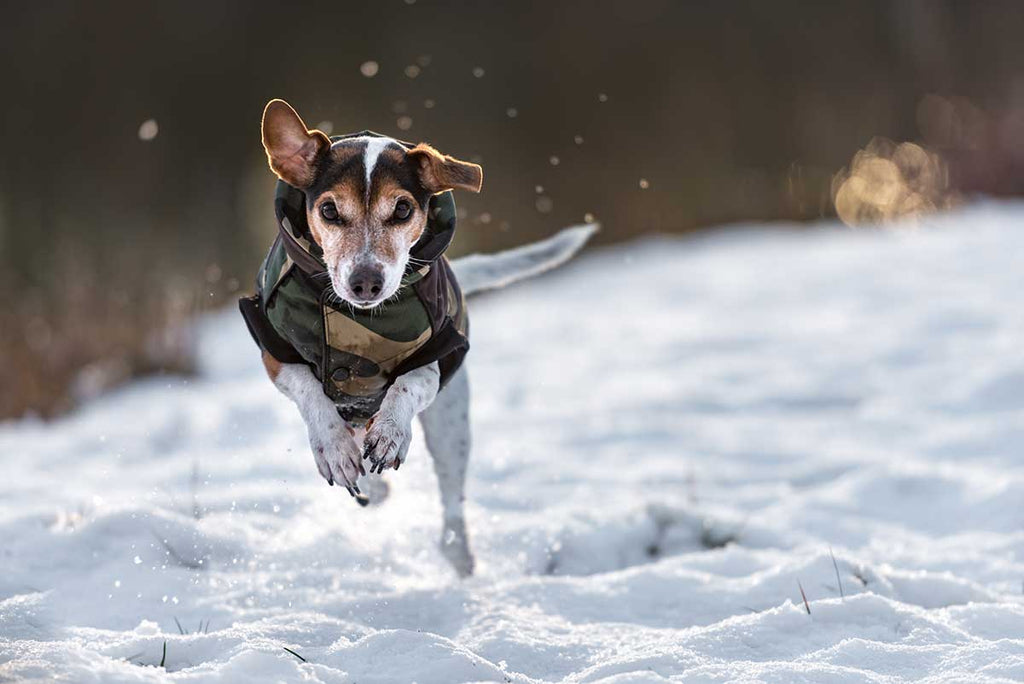Emergency vets issue cold weather advice for pet owners