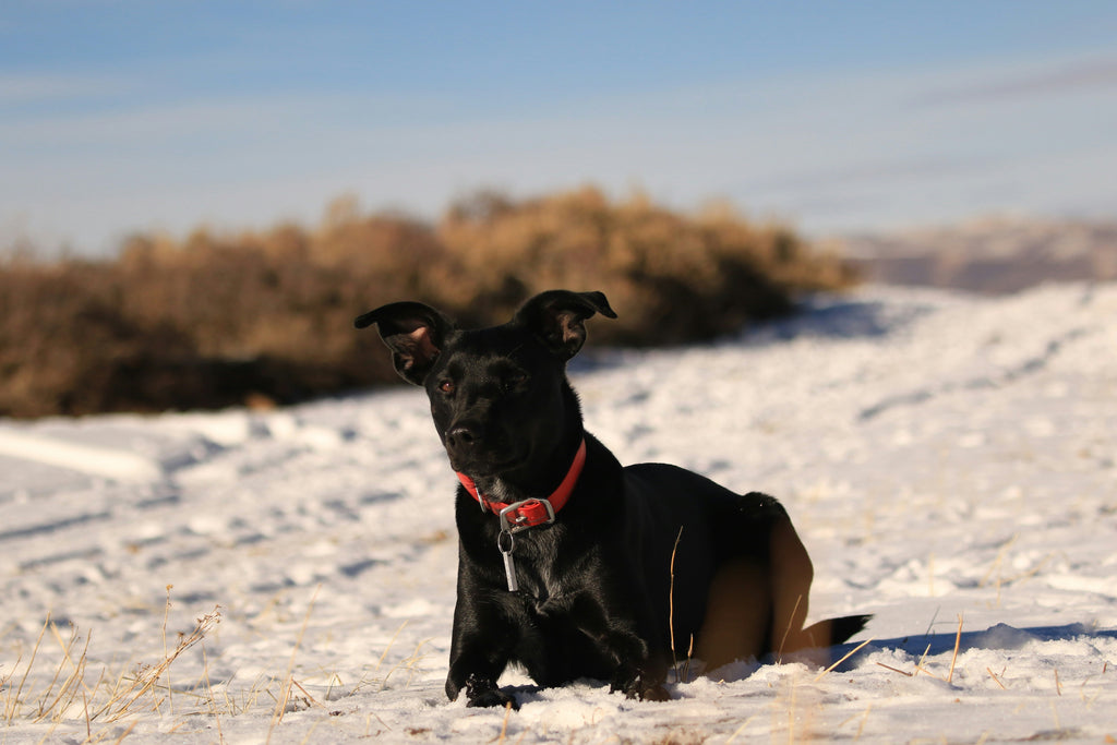 Exploring Dog-Friendly Walking Trails Near UK Cities