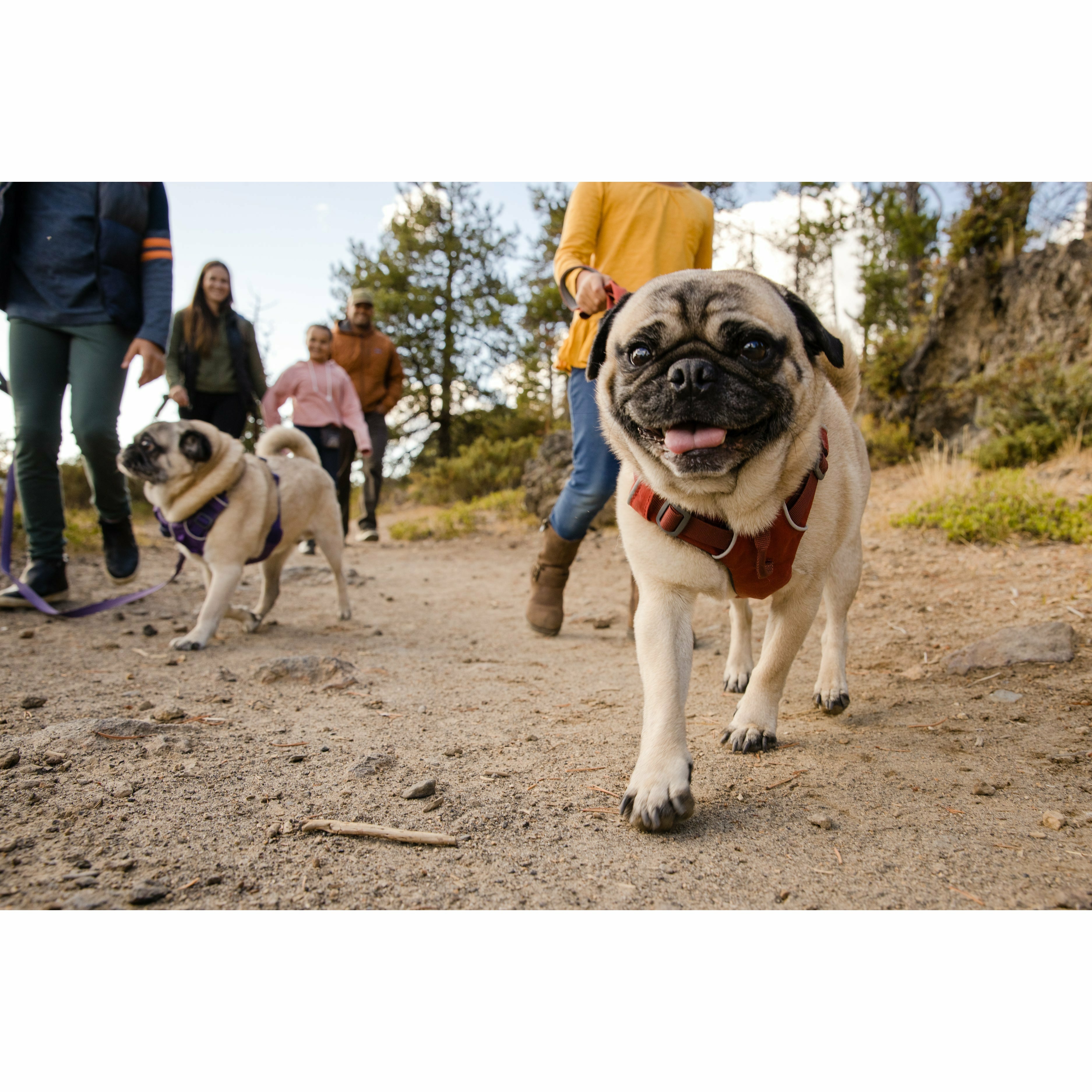 Ruffwear Front Range Harness PurrfectlyYappy