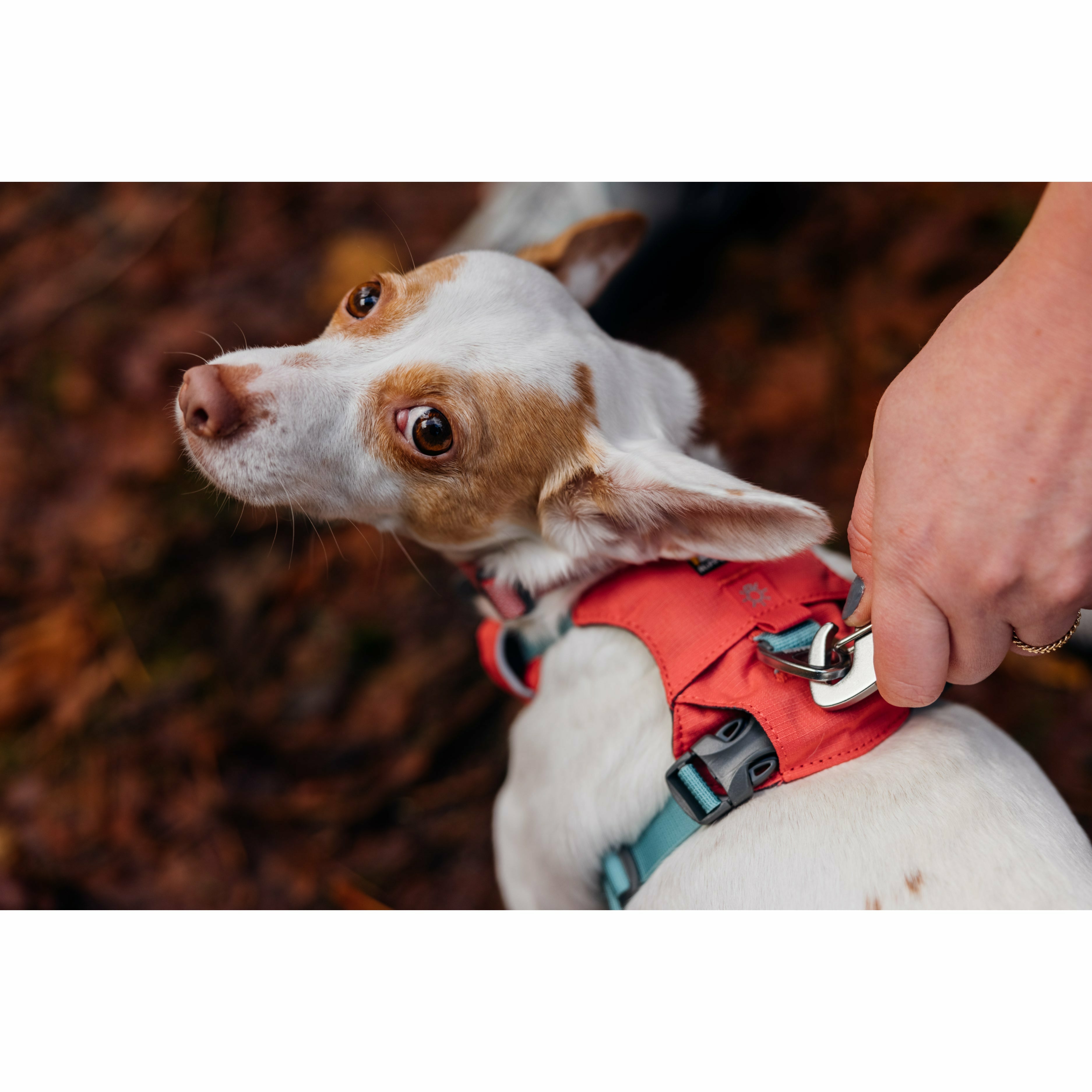 Ruffwear Hi Light Harness