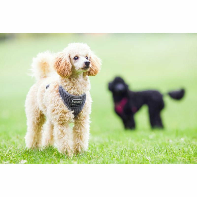 Rukka Comfort Air Dog Harness Graphite - PurrfectlyYappy - PurrfectlyYappy 
