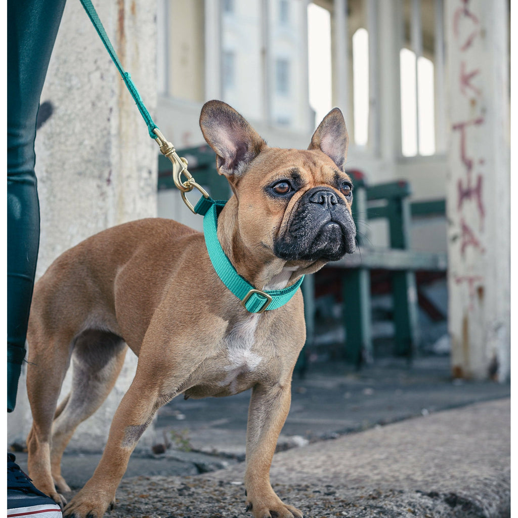 Doggie Apparel Broad Street Dog Collar - PurrfectlyYappy