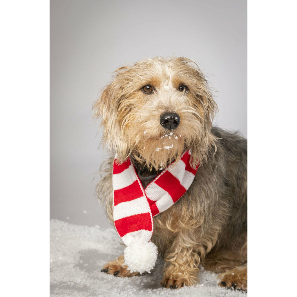 House of Paws Red Knitted Scarf With Pompoms - House Of Paws - PurrfectlyYappy 