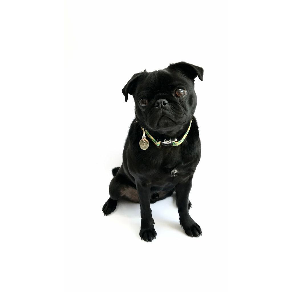 Percy & Co. Dog Collar in The Alderley - PurrfectlyYappy