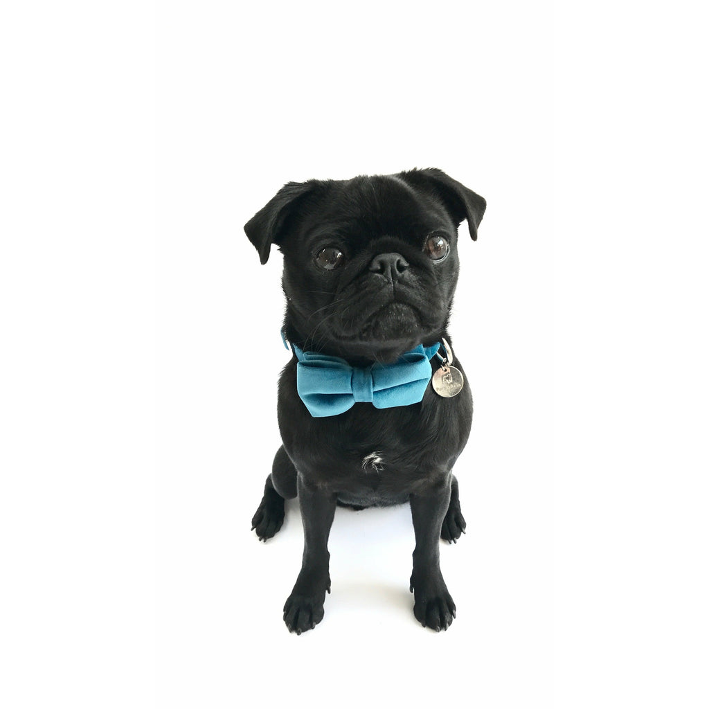 Percy & Co. Dog Collar Bow Tie in The Constantine - PurrfectlyYappy