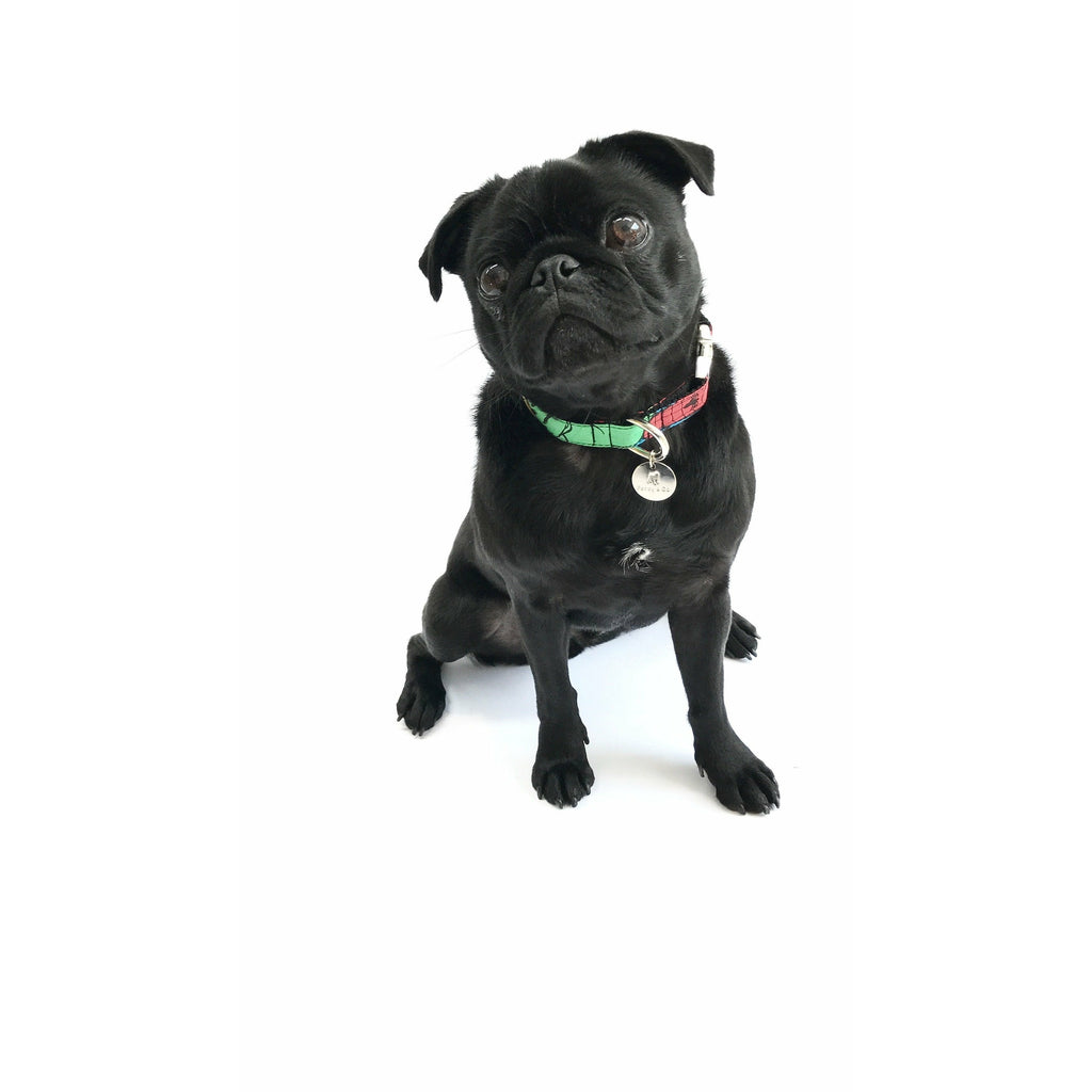 Percy & Co. Dog Collar in The Jesmond - PurrfectlyYappy