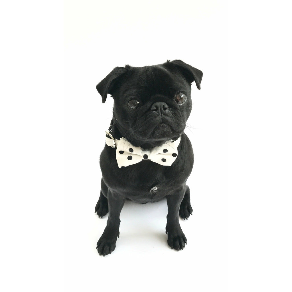 Percy & Co. Dog Collar Bow Tie in The Mayfair - PurrfectlyYappy