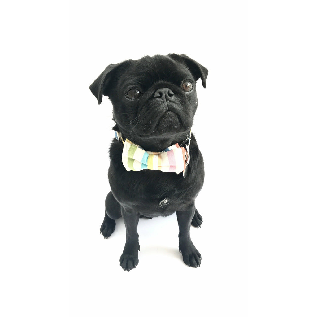 Percy & Co. Dog Collar Bow Tie in The Thurlestone - PurrfectlyYappy