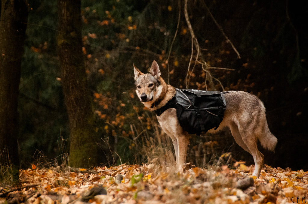 Non-stop Dogwear - Amundsen Pack - Dog Backpack - Non-Stop - PurrfectlyYappy 
