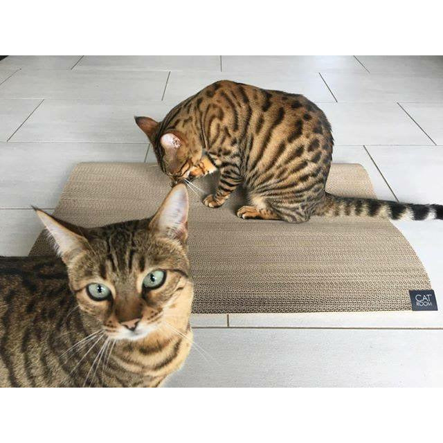 Catroom Neo 1 Cat Scratcher and Bed - PurrfectlyYappy